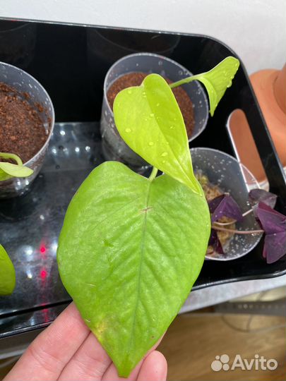 Филодендрон неон