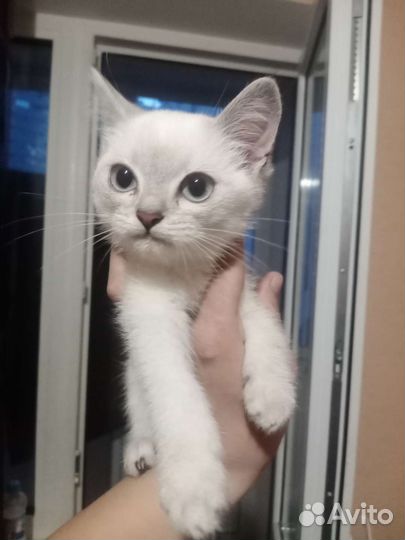 Британский кот и вислоухий кот