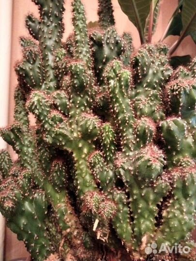 Кактус 20- летний