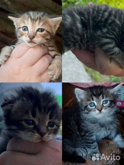 Котенок в дар бесплатно