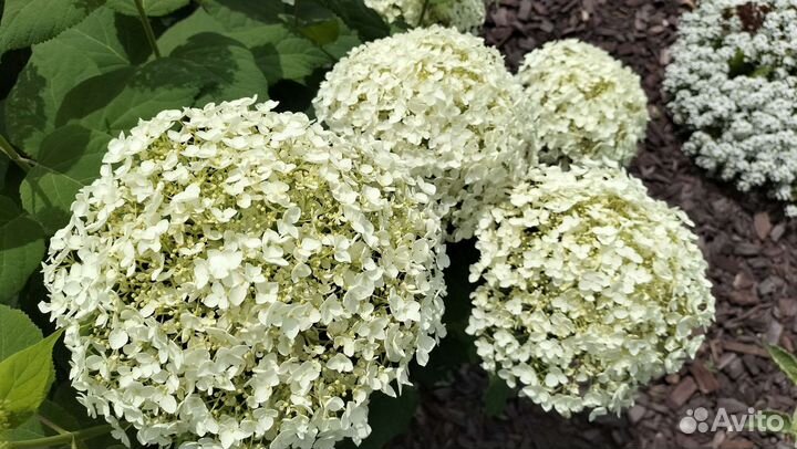 Гортензия Анабель, есть цветущие