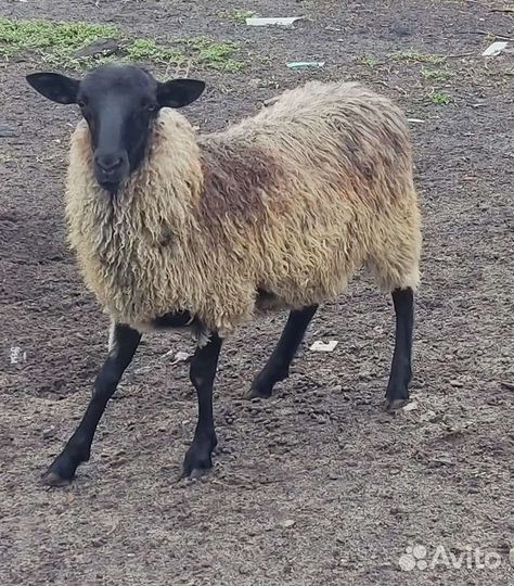 Овцы бараны романовские