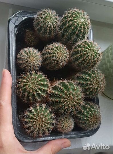 Кактусы и суккуленты