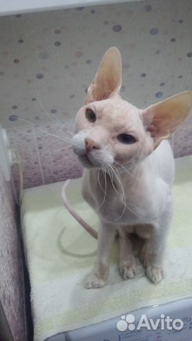 Котик Сфинкс ищет невесту