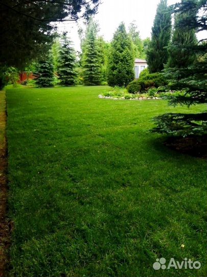 Рулонный газон