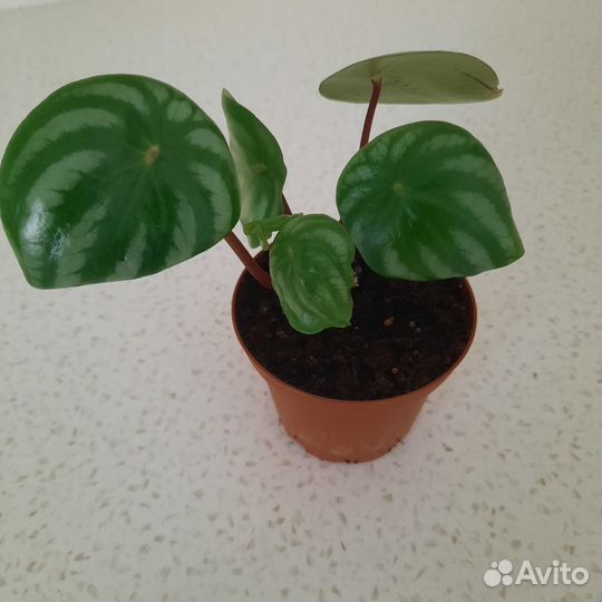 Пеперомия арбузная