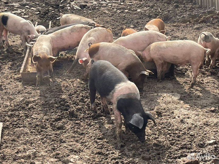 Поросята