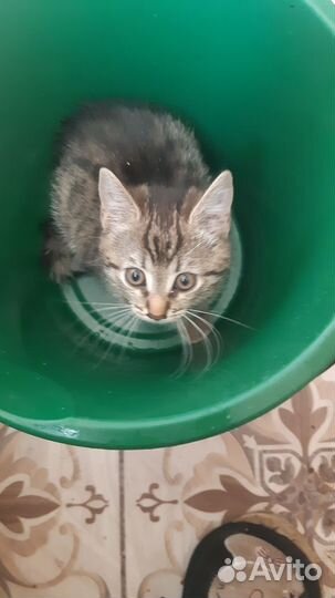 Европейская