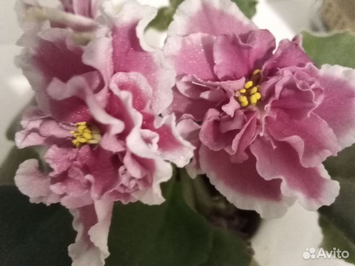 Сортовые фиалки