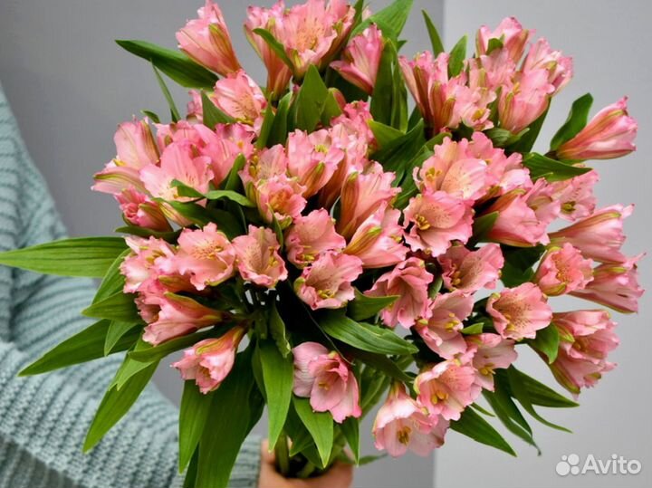 Альстромерии с гарнтией и доставкой