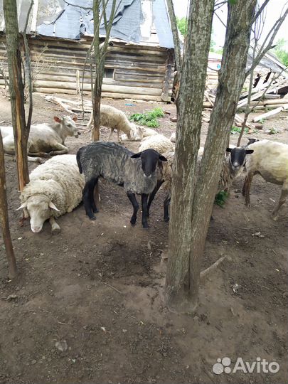 Овцы бараны