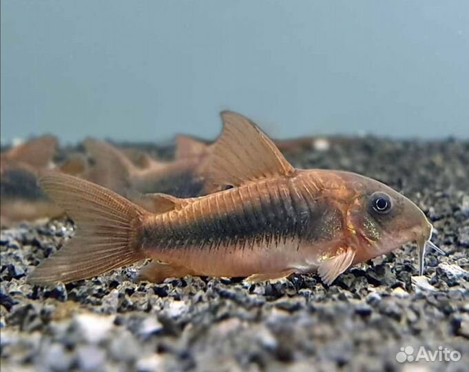 Аквариумные рыбки