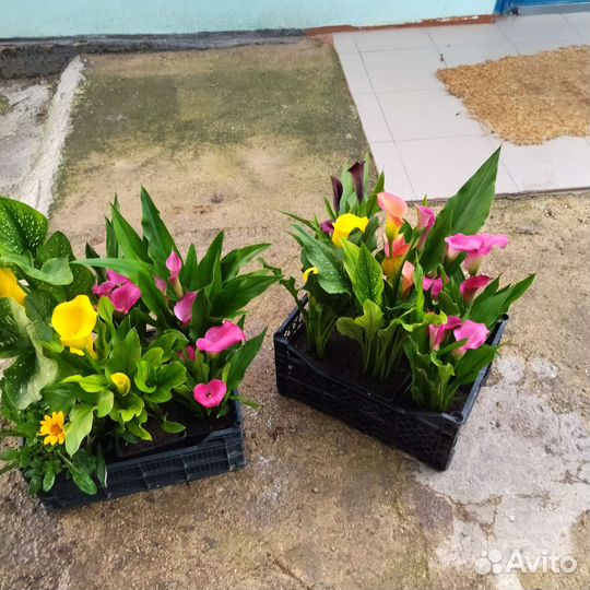 Луковицы каллы