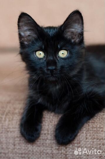 Блеки и Никки - ласковые черные котята 2,5 мес