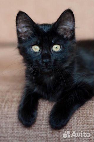 Блеки и Никки - ласковые черные котята 2,5 мес