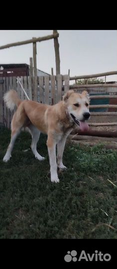 Молодые кобели