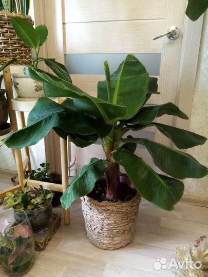 Банан зензи Сансевьерия Замиакулькас
