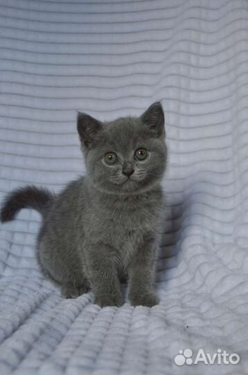 Британские котята