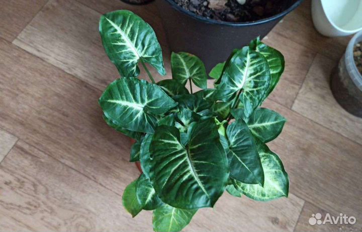 Хлорофитум Грин Оранж, Сингониум, Рипсалис