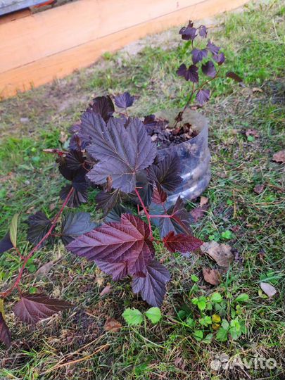 Пузыреплодник калинолистный Диабло