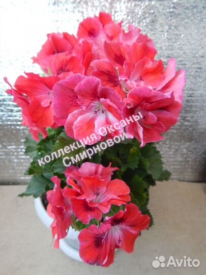 Герань пеларгония королевская