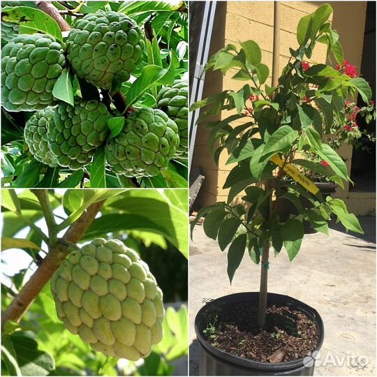 Аннона/сметанное яблоко/черемойя семена