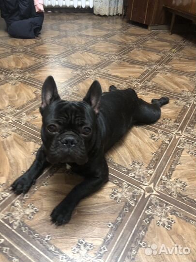 Передержка животных