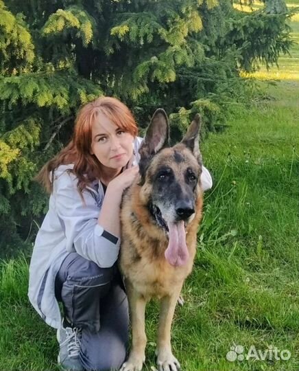 Выгул собак/догситтер