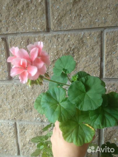 Пеларгония герань