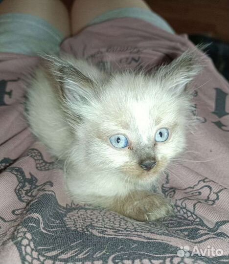 Прелестные котятки ищут семью