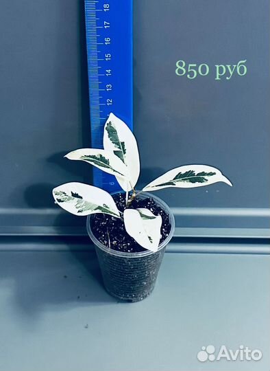 Фикус Микрокарпа Альбомаргината