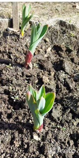 Лук Суворова