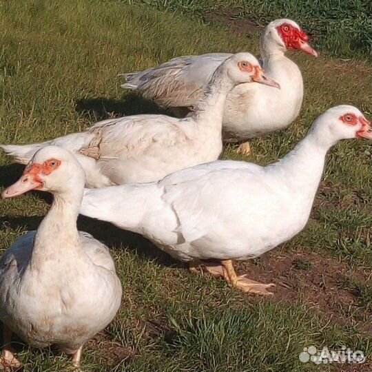 Мускусные утки