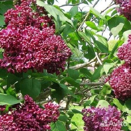 Сирень Радж Капур