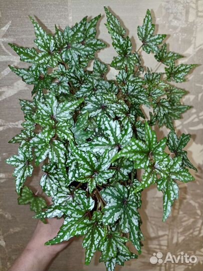 Бегонии декоративно-лиственные Ч. 4