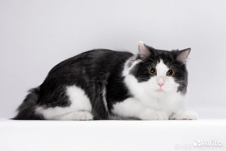 Курильский бобтейл вязка