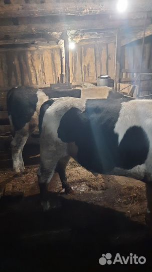 Быки на мясо