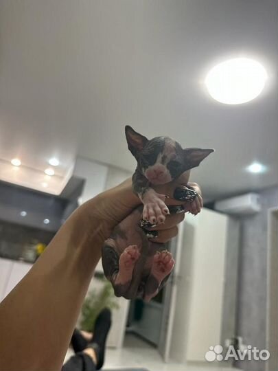 Канадский сфинкс