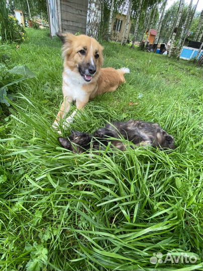 Собака в добрые руки