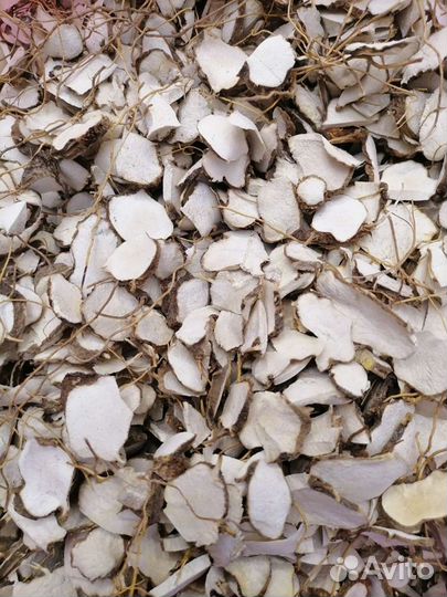 Диоскорея кавказская