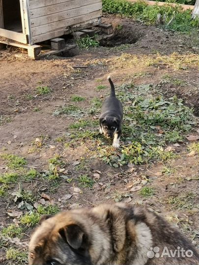 Щенок в добрые руки