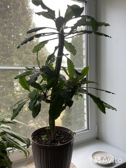 Комнатное растение молочай