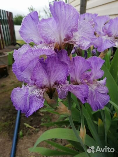 Многолетние цветы