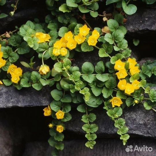 Вербейник монетчатый