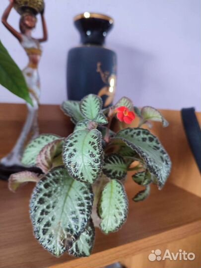 Эписция медно-красная