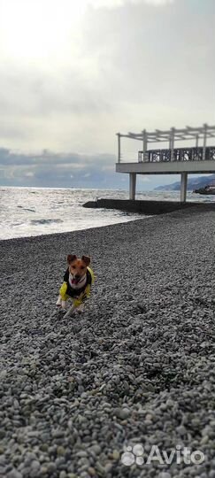 Парсон рассел терьер для вязки