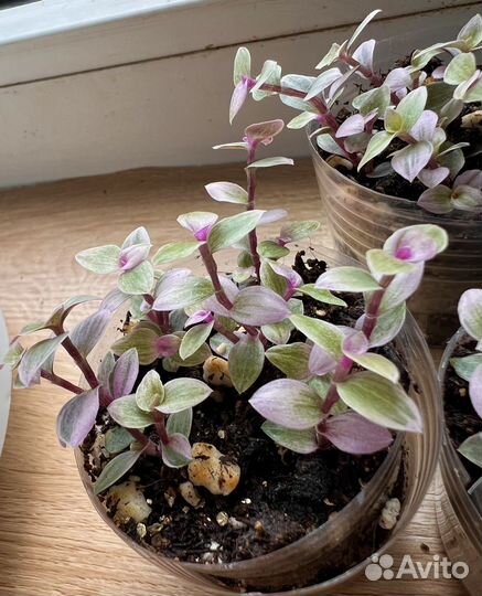 Ажурная каллизия Розовая Пантера “Pink Panther”