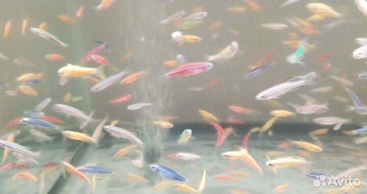 Живая рыба