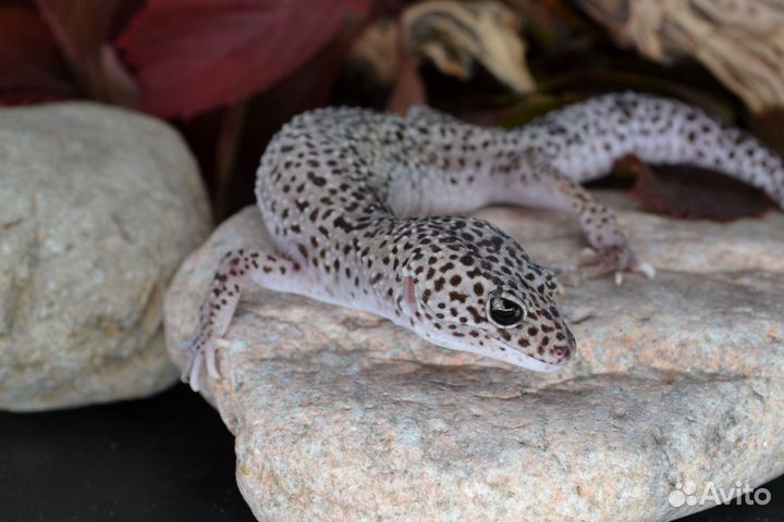 Эублефар Black night