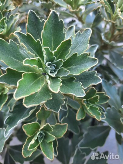 Растения многолетние для сада